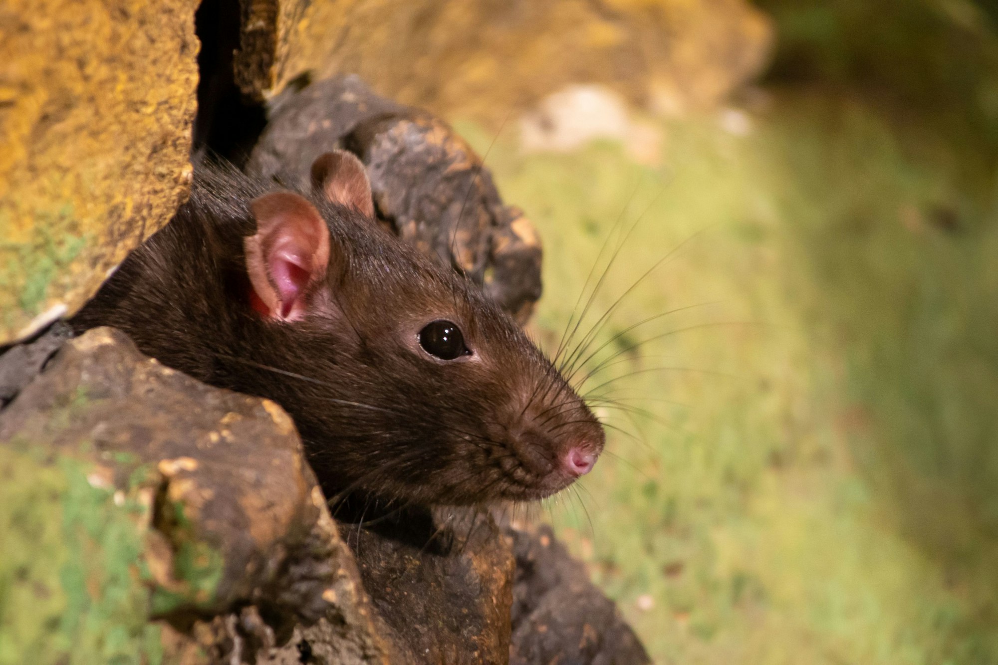 Close-up of a brown rat (Rattus norvegicus) peeking out of a crevice in a tree log