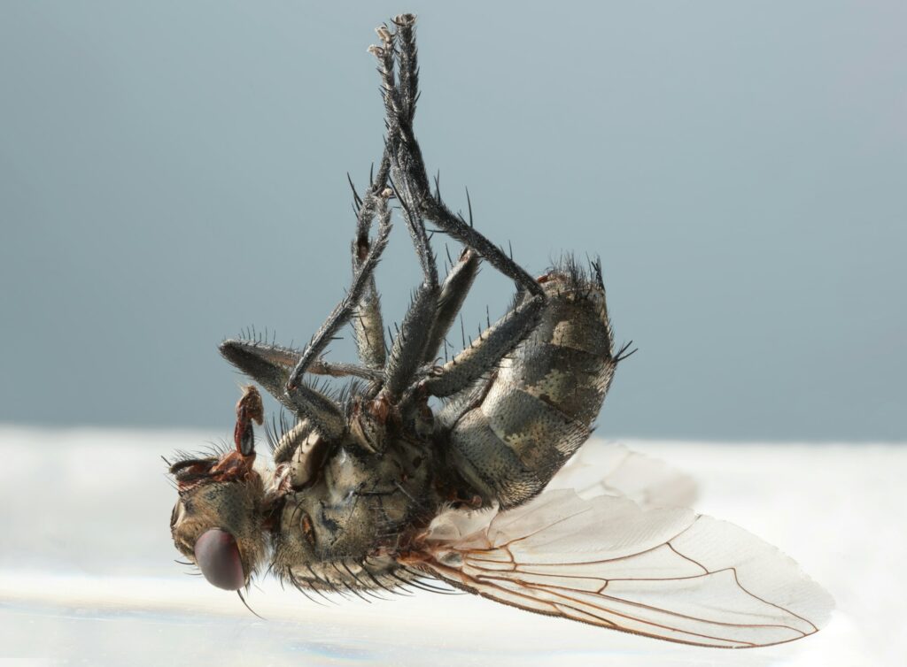 dead fly macro