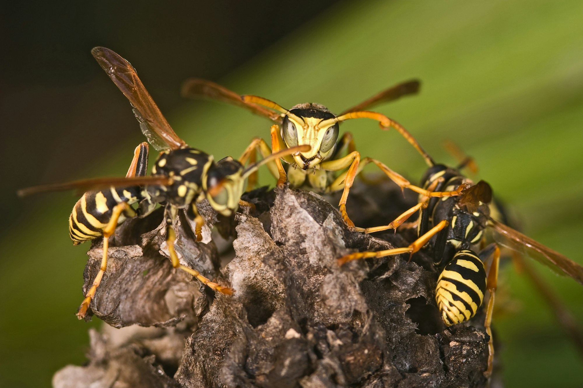 Wasps Polistes bischoffi ( Weyrauch, 1937 )